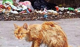 山东流浪动物爆料最新消息,最新爆料揭示生存困境与救助行动